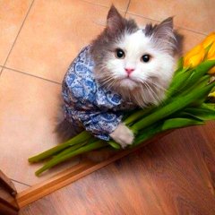 Кот с цветами