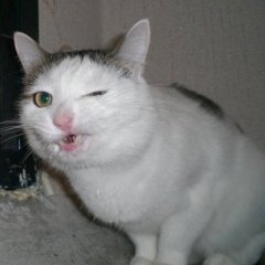 Кот с непонятной эмоцией