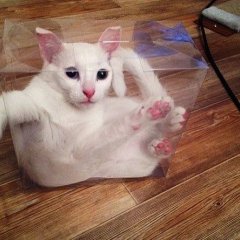 Кот слушает