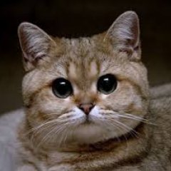 Кот смотрит