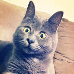Кот удивленный