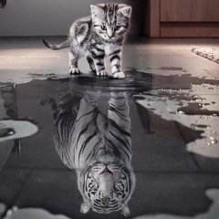 Кот