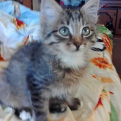 КОТ