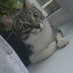 Кот