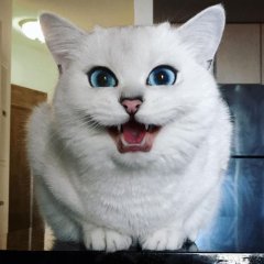 Кот