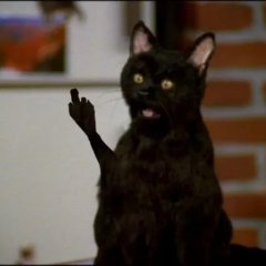 Кот