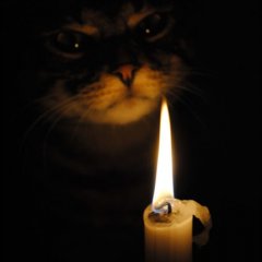 Кот