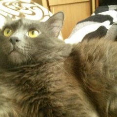 Котей в ступоре