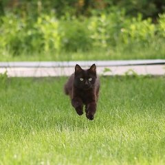 Котик спешит