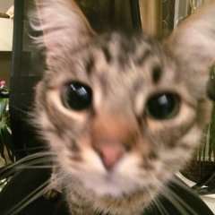 Котики