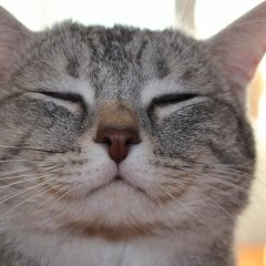 КотикиУлыбаха
