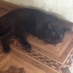 Котоматрица