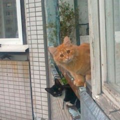 Коты на Балконе
