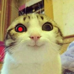 Котяка-терминяка