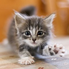 Котёнок