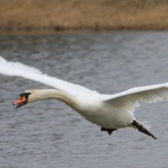 Лебедь кар кар