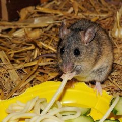 Макарон