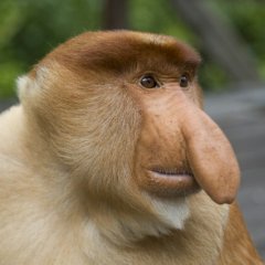 Monkey-Nosach