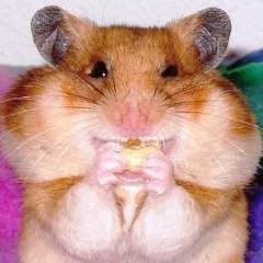 Наум