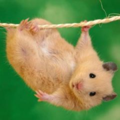 Наум