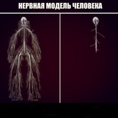 Нервная система
