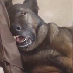 Пес