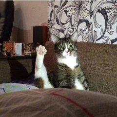 Прикол
