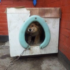 Псина из сартира
