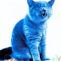 Синий кот