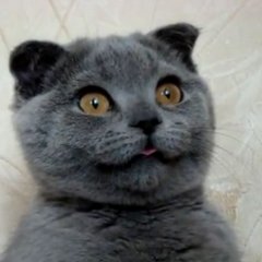Смешной-Кот