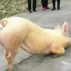 Свинья молится