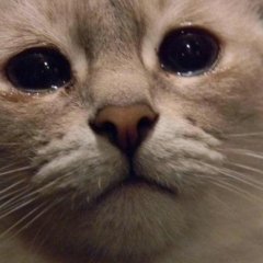 Твое лицо - кот