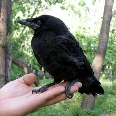 ВОРОНА ЧЕРНАЯ