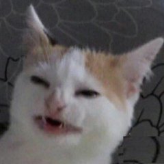 Вывы