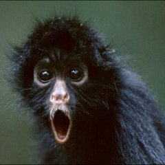 Amazing monkey