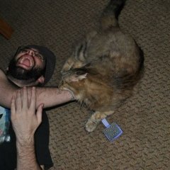 Боевой кот