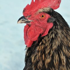 Буржуйские паразиты