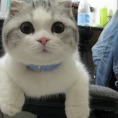 Cat meow meow