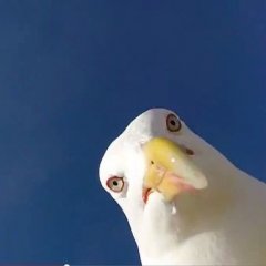 Чайка