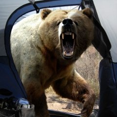 Copper broke into the tent and yells aaaa