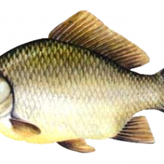 КК