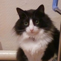 Кот