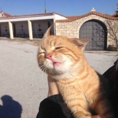 Кот