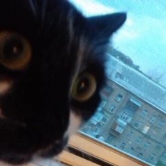 Кот