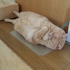 Кот