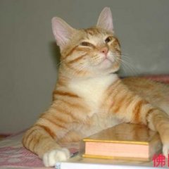 Кот