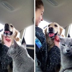 Котэ и пёсэ