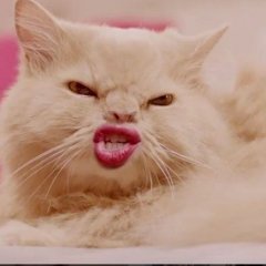 Котэ