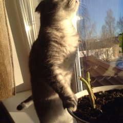 Котэ
