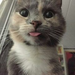 Крутой кот
